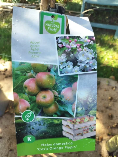 Æbletræ 'cox's orange'