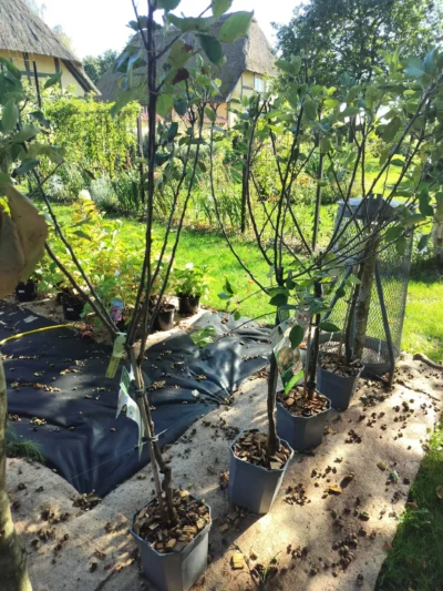 Æbletræ 'cox's orange'