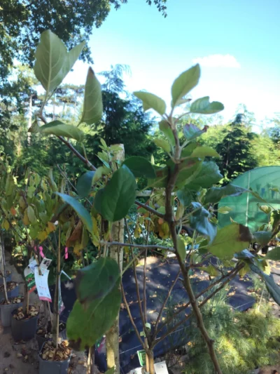 Æbletræ 'cox's orange'