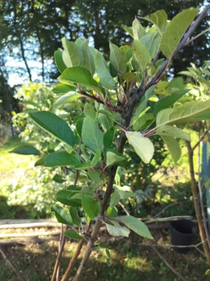 Æbletræ 'Ingrid Marie'