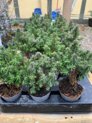 Ædelcypres 'Alpica'