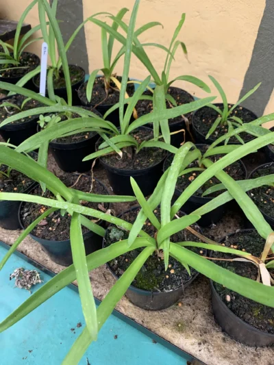 Agapanthus blå Skærmlilje (Agapanthus Hybrid 'Charlotte')