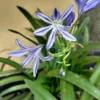 Agapanthus Agapanthus Hybrid 'Charlotte'