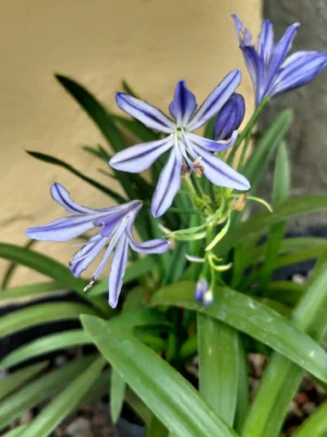 Agapanthus Hybrid 'Charlotte'