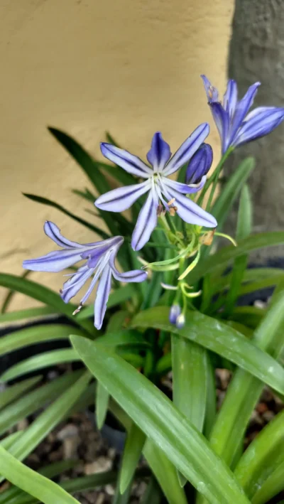 Agapanthus Agapanthus Hybrid 'Charlotte'