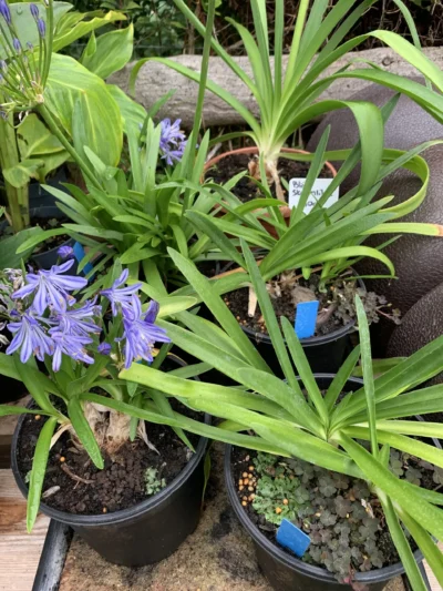 Agapanthus Skærmlilje (Agapanthus Hybrid 'Charlotte')