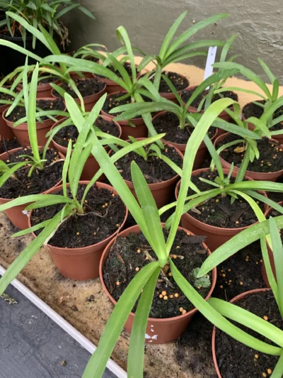 Agapanthus hvid Hvid Skærmlilje (Agapanthus praecox)