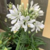 Agapanthus Hvid Skærmlilje