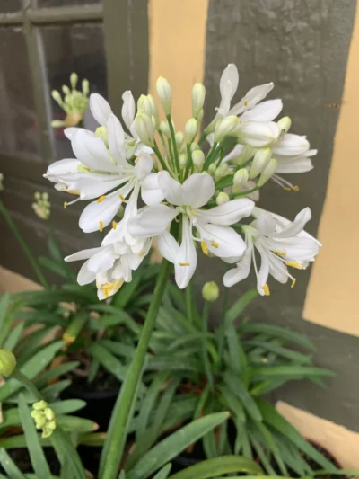 Agapanthus Hvid Skærmlilje