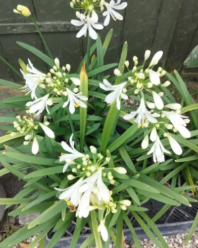 Agapanthus Hvid Skærmlilje (Agapanthus praecox)