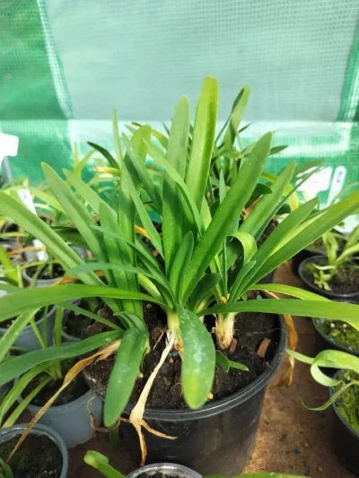 Agapanthus hvid Hvid Skærmlilje (Agapanthus praecox)