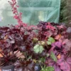 Alunrod (Heuchera)