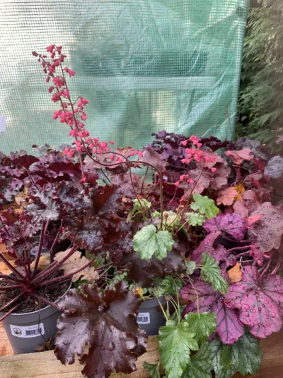 Alunrod (Heuchera)