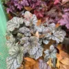 Alunrod (Heuchera)