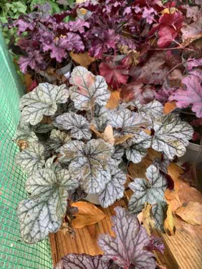 Alunrod (Heuchera)