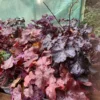 Alunrod (Heuchera)