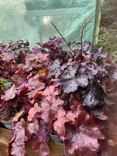 Alunrod (Heuchera)