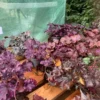 Alunrod (Heuchera)