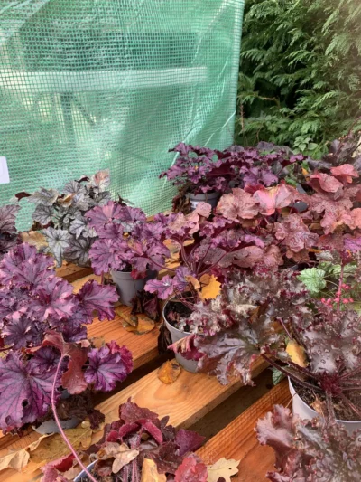 Alunrod (Heuchera)