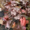 Alunrod (Heuchera)