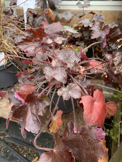 Alunrod (Heuchera)
