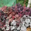 Alunrod (Heuchera)