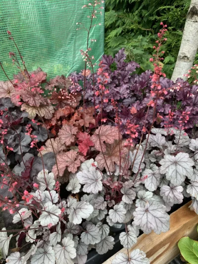 Alunrod (Heuchera)