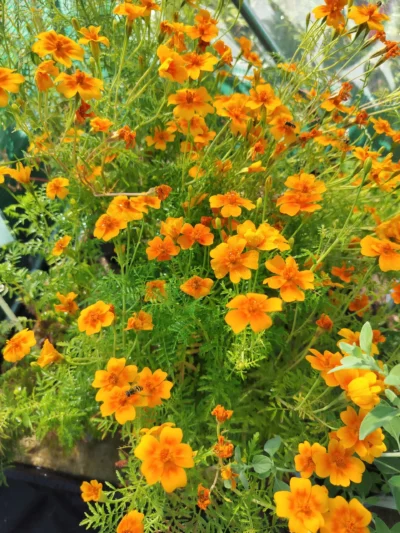 Appelsin tagetes