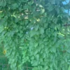 Arkitektens trøst (Polygonum aubertii)