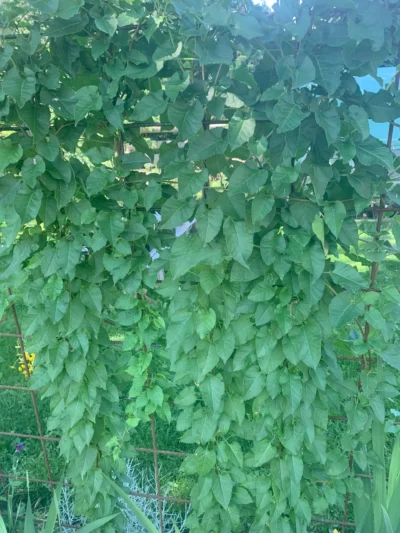 Arkitektens trøst (Polygonum aubertii)