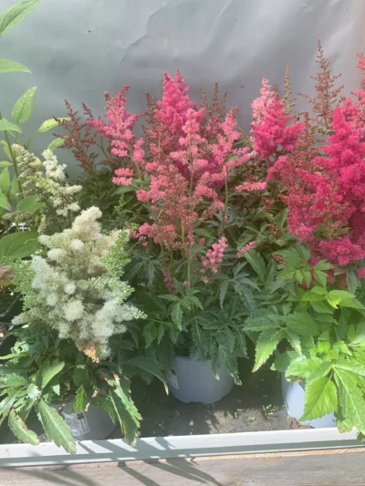 Astilbe mix