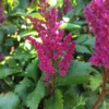Kinesisk astilbe 'Vision in red'