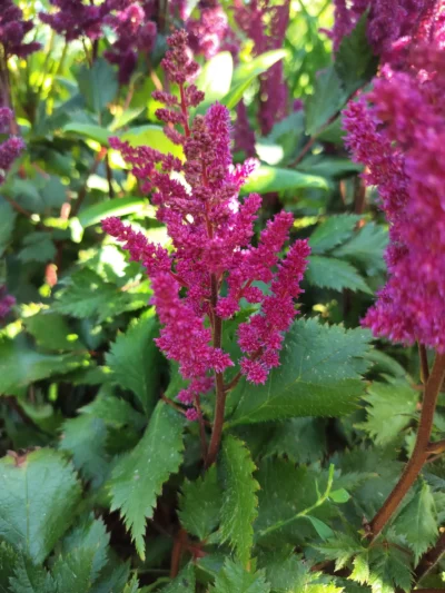 Kinesisk astilbe 'Vision in red'