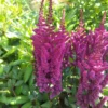 Kinesisk astilbe 'Vision in red'