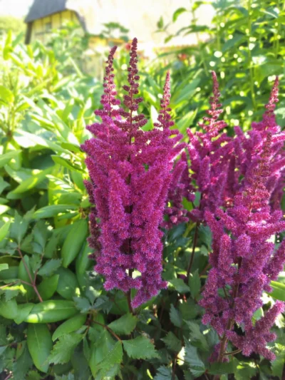 Kinesisk astilbe 'Vision in red'