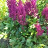 Kinesisk astilbe 'Vision in red'