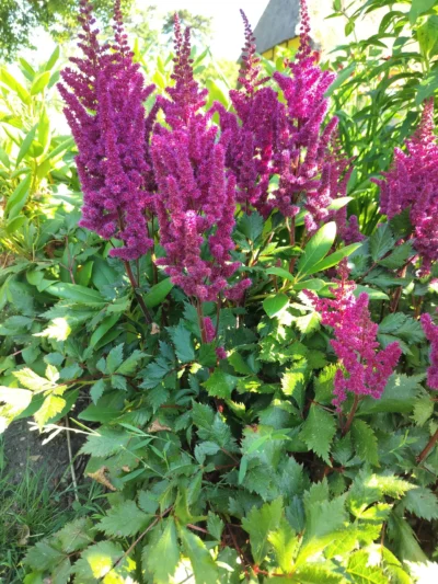Kinesisk astilbe 'Vision in red'