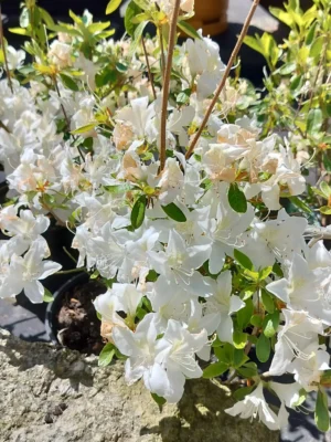 Azalea japonica 'Palestrina'