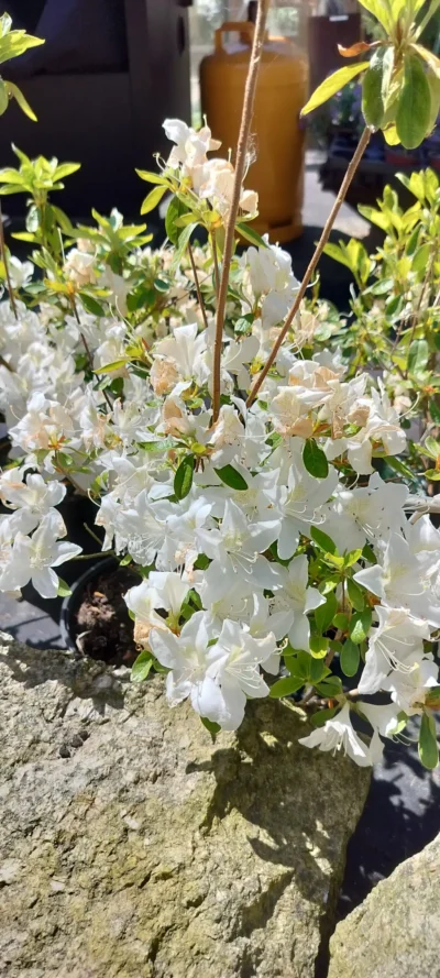 Azalea japonica 'Palestrina'