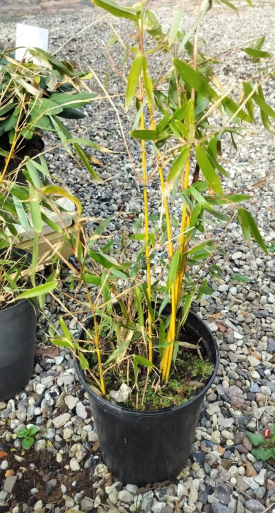 Bambus (Fargesia Robusta) 'Pingwu'