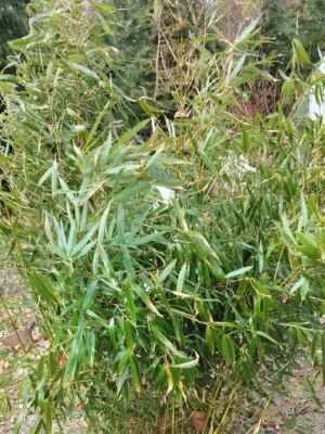 Bambus (Fargesia Robusta) 'Pingwu'