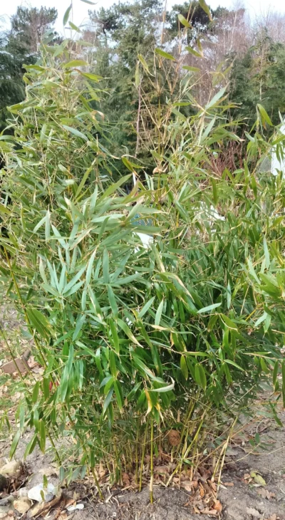 Bambus (Fargesia Robusta) 'Pingwu'