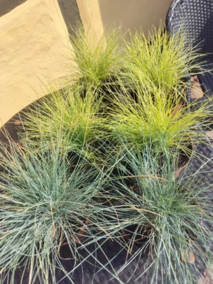 Bjørnegræs Bjørnegræs