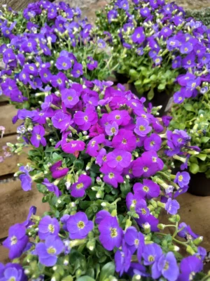 Blåpude 'kitte' Blåpude 'kitte'