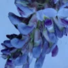 Amerikansk Blåregn 'amethyst falls'