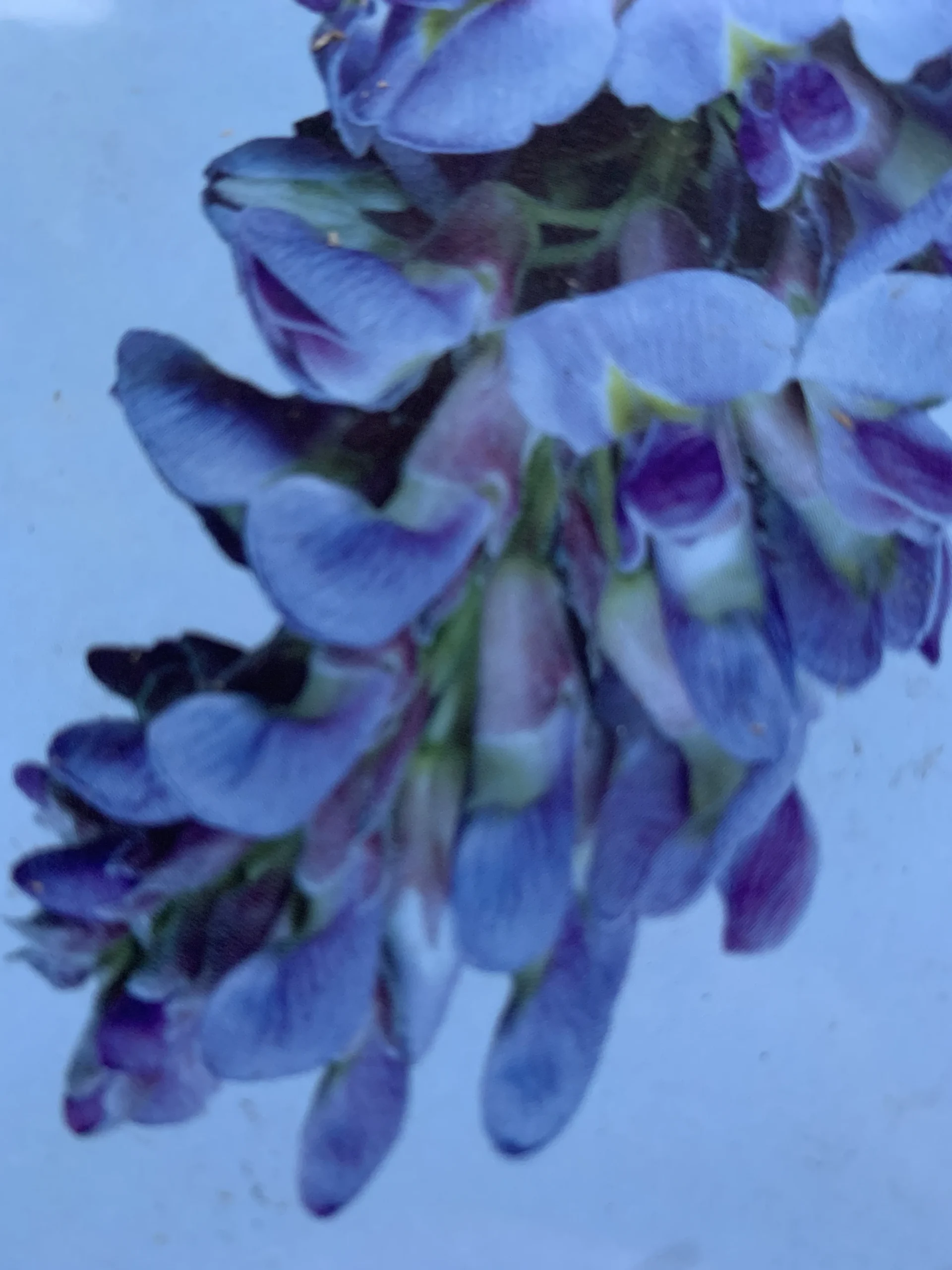 Amerikansk Blåregn 'amethyst falls'