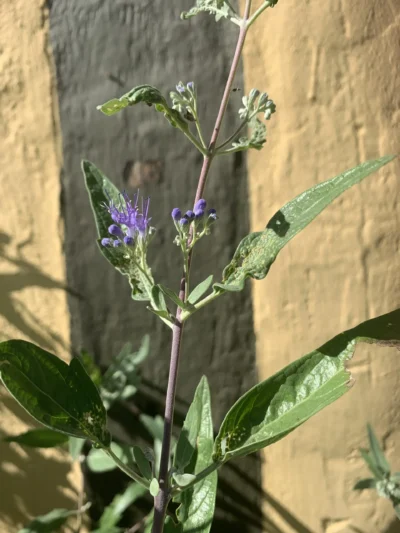 Blåskæg 'Heavenly blue'