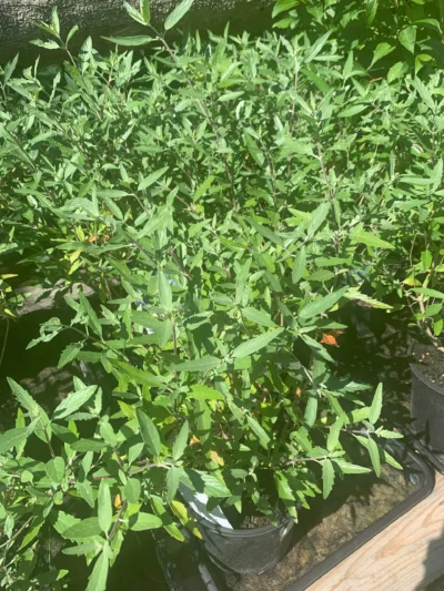 Blåskæg 'Heavenly blue'