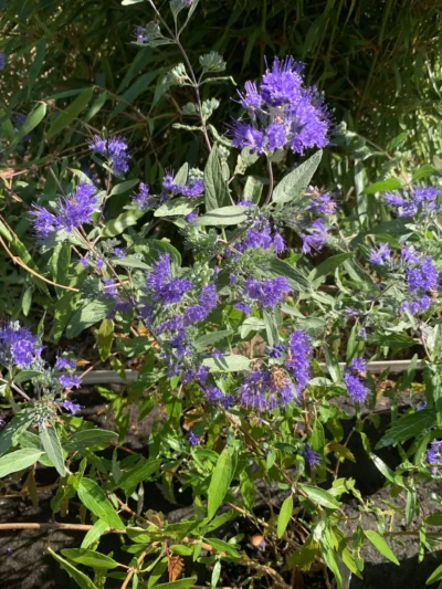 Blåskæg 'Heavenly blue'