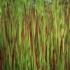 Japansk blodgræs 'Red baron'